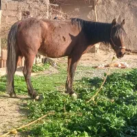 اسب مادیون فوری