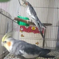 عروس هلندی سخنگو
