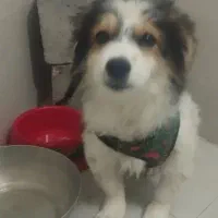 پاپی برافروش