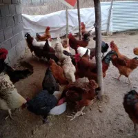 خروس محلی برای قربانی و نسل گیری|حیوانات مزرعه|نوشهر, |دیوار