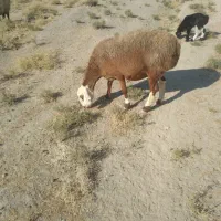 شیشک بره دار