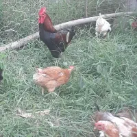 تخم مرغ نطفه دار وخوراکی اورگانیک|حیوانات مزرعه|رشت, نیروی دریایی|دیوار