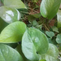 نظافتچی خانم جهت نظافت خوابگاه دخترانه