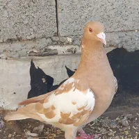 کارل پلاکی ماده|پرنده|وحدتیه, |دیوار