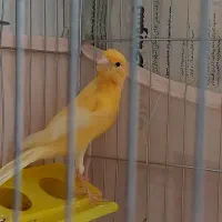 قناری پرتغالی ماده آماده معاوضه با قناری نر