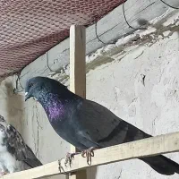 کفتر|پرنده|نهاوند, |دیوار