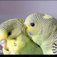 مرغ عشق