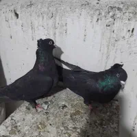 کبوتراصفهانی|پرنده|برخوار, |دیوار