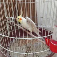 طوطی لوتینو نر معاوضه فقط با قناری نر