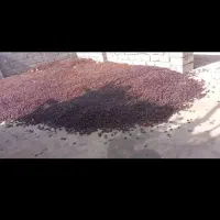 خریدار ضایعات خرما (کده) نقدا درب باغ
