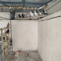 کفتر|پرنده|شیراز, گویم|دیوار