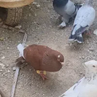 قره سرخ نر دس اولی