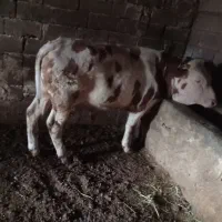 گاو سیمینتال نر