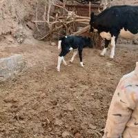 پول لازم ام|حیوانات مزرعه|سده (خراسان جنوبی), |دیوار