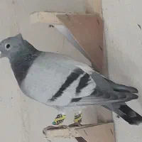 سبز شب بازی|پرنده|شیراز, شهرک سعدی|دیوار