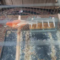 یک قناری سرخ نر مست قیمت 1500تخفیف پایه معامله