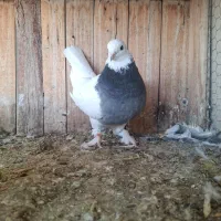 طوقی،رواعب