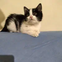 گربه آروم دوستداشتنی