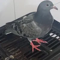 کبوتر خوشگل و خوش رنگ