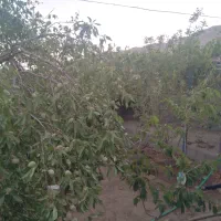 خانه باغ روستا|فروش خانه و ویلا|نیر (یزد), |دیوار