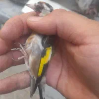 سهره نر