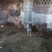 بز پیر|حیوانات مزرعه|شوط, |دیوار