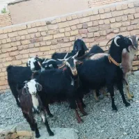 بز آبستن نزدیک