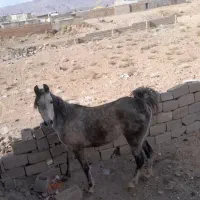 فروش مادیون کرد