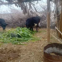 گستر با گوساله ماده جنس درجه یک|حیوانات مزرعه|فاریاب, |دیوار