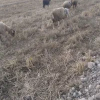 کوه و تیشتر نر ومیش زایده|حیوانات مزرعه|شوشتر, |دیوار