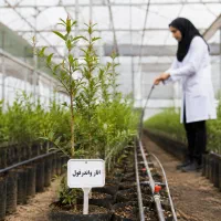 باغداران امسال سراغ کاشت انار پایه رویشی رفته‌اند