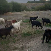 بزجوان