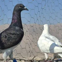 کبوتر کفترگم شده|پرنده|شیراز, محمودآباد|دیوار