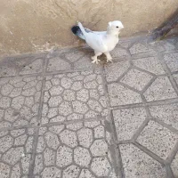 ی کفتر بلژیکی