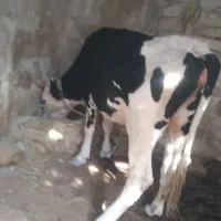 گاو گوساله یا همان شنگل