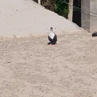 کفتر|پرنده|بم, |دیوار