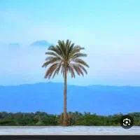 مدارک گم شده  شیخ میری