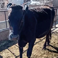 دو راس گاو|حیوانات مزرعه|فاروج, |دیوار