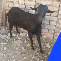بزجوان