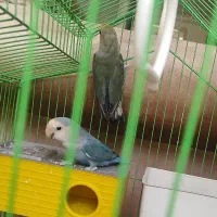 طوطی کوتوله