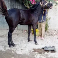 اسب نریان بنام باروت|اسب و تجهیزات اسب‌سواری|آستانه اشرفیه, |دیوار