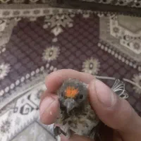 جوجه گلبسر.سهره.جوجه سهره.گلبسرنر.گلبسر ماده پرنده