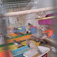 فروش ۱۵ عدد فنچ زبرا بالغ و مولد