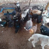 تعدادی مرغ و غاز ، اردک خارجی و بوقلمون