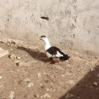 فروش پنج اردک