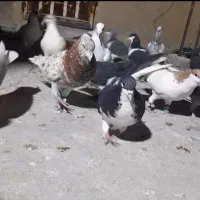 فروش کلی کفترها|پرنده|شیروان (خراسان), |دیوار