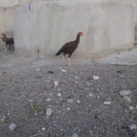 لاری اصل|حیوانات مزرعه|قره قوین, |دیوار