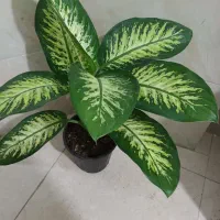 ۳عددگل دیفن باخیا