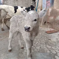 گاو با گوساله شاروله