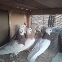 چنتاپرنده فروشی|پرنده|آباده, |دیوار